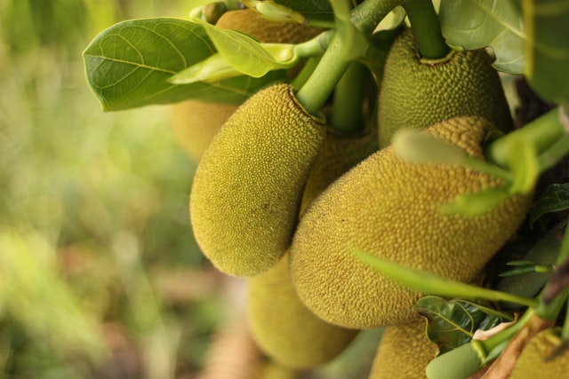 Replace Meat with the Jackfruit to Get These Health Benefits